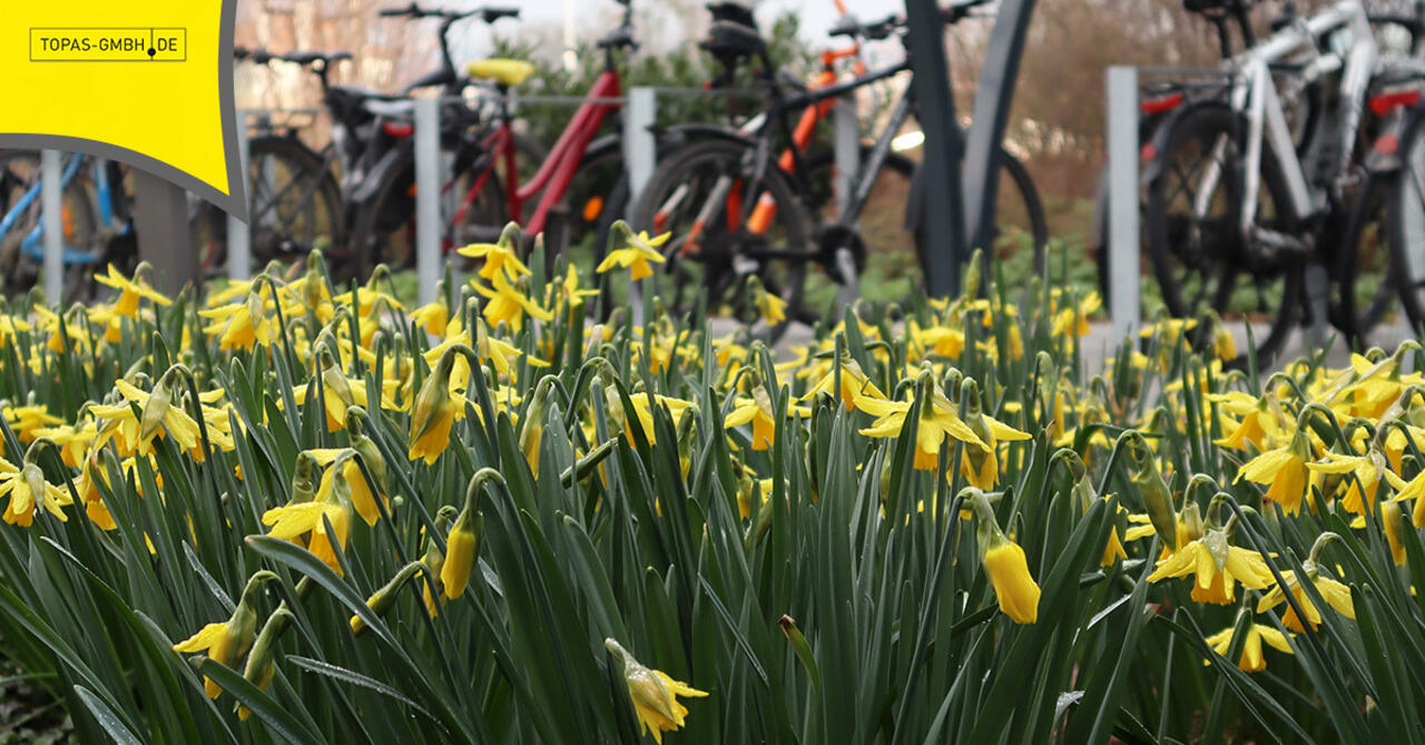 Blumenwiese voller Narzissen, im Hintergrund Fahrräder
